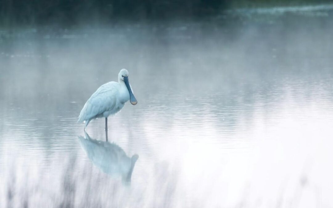 Skestork ved Skjern Enge